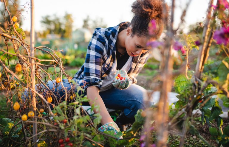 Femme-Recolte-Tomate